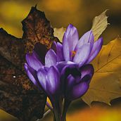 Otoño cromático. Video Editing, and Photograph project by Marta Ramírez Cano - 11.20.2019