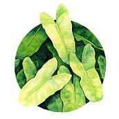 Mi Proyecto del curso: Técnicas de acuarela en negativo para ilustración botánica. Botanical Illustration project by Maribi Benito Martin - 09.23.2020