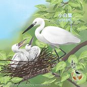 Egret Illustrations. Computer Graphics. . Un progetto di Illustrazione digitale e Illustrazione tradizionale di Nicole Kit - 21.08.2020