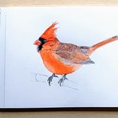 My project in Naturalist Bird Illustration with Watercolors course. Een project van Traditionele illustratie van opdebeeck_anja - 25.09.2020