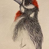 Mi Proyecto del curso: Ilustración naturalista de aves con acuarela. Drawing project by pecescd - 10.11.2020