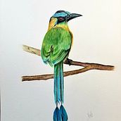 Mi Proyecto del curso: Ilustración naturalista de aves con acuarela. Un progetto di Pittura ad acquerello di Vivi Wingert - 27.09.2020