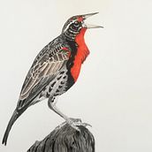 Mi Proyecto del curso: Pastorero Peruano (Leistes bellicusos) cantando. Un projet de Illustration traditionnelle de Wilson Diaz - 11.10.2020