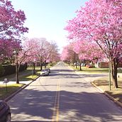 vuelo sobre arboles Lapachos en la ciudad de Funes Santa Fe Argentina Ein Projekt aus dem Bereich Dokumentarfotografie von Soledad Bin - 29.09.2020