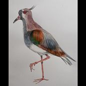Queltehue (Vanellus Chilensis). Watercolor Painting project by Gloria Bass - 09.29.2020