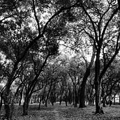 Un simple paseo.. Writing project by Olive Ibis Algebra - 09.30.2020