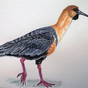 Bandurria. Un proyecto de Ilustración tradicional y Pintura a la acuarela de MARIA JESUS FERNANDEZ QUINTANA - 01.10.2020