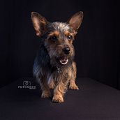 Mi Proyecto del curso: Introducción a la fotografía de perros. Un progetto di Fotografia di Alberto Minor Montes - 02.10.2020