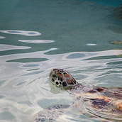 Tortugranja Isla Mujeres. Fotografia projeto de Ariadna Matas - 03.10.2020
