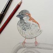 Gorrión acompañándome en el aperitivo.. Un proyecto de Ilustración tradicional de Isabel Arranz - 04.10.2020
