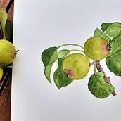 My project in Botanical Illustration with Watercolors course Ein Projekt aus dem Bereich Aquarellmalerei von Zuzana Vitásková - 07.10.2020