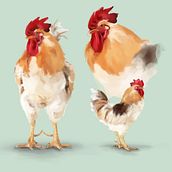 GALLO . Seni Konsep, Dan Gambar Digital proyek oleh Dolche FarNiente - 10.09.2020