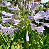 1. Inicio. Ilustración botánica . Un proyecto de Ilustración botánica y Pintura a la acuarela de Bárbara Pardo - 11.10.2020