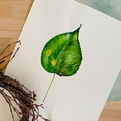 Mein Kursprojekt: Botanische Illustration mit Wasserfarben. Design project by jasminsipahi - 10.11.2020