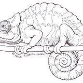 Chameleon Line illustration (Biro). Un progetto di Illustrazione con inchiostro di Gill Elsbury-Clark - 13.10.2010