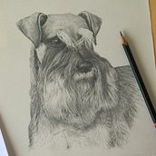Miniature Schnauzer. Un progetto di Disegno di Gill Elsbury-Clark - 07.01.2017