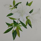 Azalea en acuarela. Botanical Illustration project by Nancy Vazquez - 10.13.2020