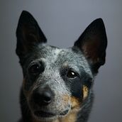Mi Proyecto del curso: "Fredo y Gala". Un progetto di Fotografia di Armando Pineda - 16.10.2020