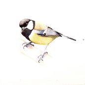 My project in Naturalist Bird Illustration with Watercolors course, Great tit, Marsh tit, Nuthatch. Watercolor Painting project by funke_jan - 10.16.2020