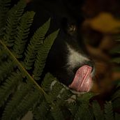 Mi Proyecto del curso: Fotografía lifestyle de perros. Digital Photograph project by Elsa Apolo Díaz - 10.18.2020