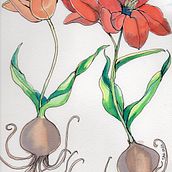 My project in Botanical Illustration with Watercolors course. Botanical Illustration, Ink Illustration, and Watercolor Painting project by Tamara - 10.19.2020