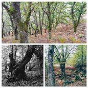 Serie collages de otoño "De castaño... castaña". Photo Retouching project by Neri Camos - 10.20.2020