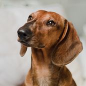 Meu projeto do curso: Fotografia lifestyle de cachorros - Instagram Lilo. Digital Photograph, Lifest, le Photograph & Instagram Photograph project by Juliana Krupahtz - 10.20.2020
