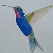 Mi Proyecto del curso: Ilustración naturalista de aves con acuarela. Traditional illustration project by arielbonicatto - 10.29.2020