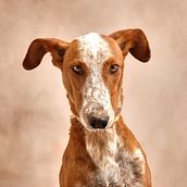 Moda Canina. Un projet de Photographie de studio de Carlos Cano - 07.05.2021