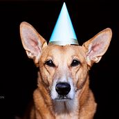 Mi Proyecto del curso: Introducción a la fotografía de perros. Un progetto di Fotografia in studio di nebula80 - 24.10.2020