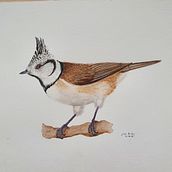 Mi Proyecto del curso: Herrerillo capuchino. Un progetto di Disegno artistico di j_bustos_bedoya - 24.10.2020