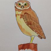 Athene cunicularia. Un progetto di Disegno di Cesar Ortiz - 24.10.2020