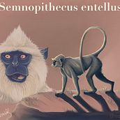 Semnopithecus entellus - My project in Naturalist Animal Illustration with Procreate course. Un proyecto de Ilustración tradicional, Ilustración digital, Dibujo realista e Ilustración naturalista				 de Valeria Carnevali - 25.10.2020