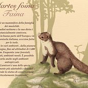 Martes foina. Un proyecto de Ilustración tradicional de Valeria Carnevali - 25.10.2020