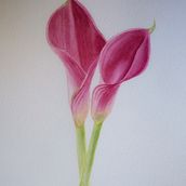 Mi Proyecto del curso: Ilustración botánica con acuarela. Watercolor Painting, Traditional illustration, Fine Arts, Painting, Drawing, and Botanical Illustration project by gabynavarro_cba - 08.02.2021