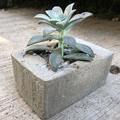 Maceta de concreto mimetizada. 3D project by ana ponce - 10.27.2020