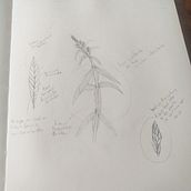 Mi Proyecto del curso: Cuaderno botánico en acuarela. Un projet de Dessin réaliste de alejandra gonzalez salazar - 28.10.2020