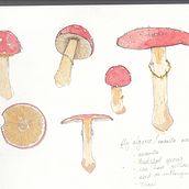 My project in Botanical Watercolor Sketchbook course. Botanical Illustration project by Lucinda Martin - 12.06.2020