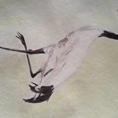 Mi Proyecto del curso: Ilustración naturalista de aves con acuarela. Watercolor Painting project by Rosalinda Rojano - 10.29.2020