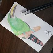 Mi Proyecto del curso: Ilustración naturalista de aves con acuarela. Watercolor Painting project by Paola G - 10.30.2020