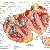 Heart Anatomy. Sketching project by Andres Jimenez - 11.02.2020