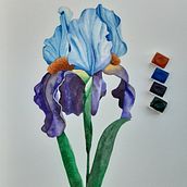 Iris realizada con acuarela. Traditional illustration, Botanical Illustration, and Watercolor Painting project by Anna Arilla Nogueras - 11.02.2020