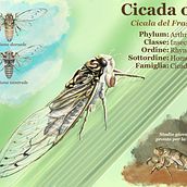 Cicada orni. Un proyecto de Ilustración tradicional de Valeria Carnevali - 03.11.2020
