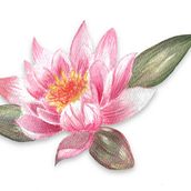 Mi Proyecto del curso: Ilustración botánica con acuarela. Botanical Illustration project by Sandra Bezanilla - 11.06.2020