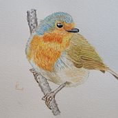 Mi Proyecto del curso: Ilustración naturalista de aves con acuarela. Fine Arts project by scdecorral - 11.07.2020