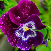 violet hybrid. Un proyecto de Fotografía en exteriores de Bibi Ramzan - 09.11.2020