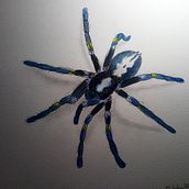 Spider Watercolour. Traditional illustration, and Watercolor Painting project by Jeanne Grüllich - 11.10.2020