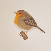 Mi Proyecto del curso: Ilustración naturalista de aves con acuarela. Watercolor Painting project by Ángeles González Martín - 11.13.2020