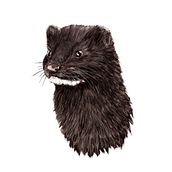 Visón europeo (Mustela lutreola). Projekt z dziedziny Design,  Projektowanie plakatów, Trad, c, jna ilustracja, Ilustracja c, frowa i Infografika użytkownika Angélica López de la Manzanara - 14.11.2020