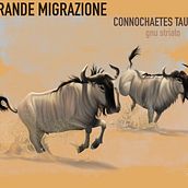 Connochaetes taurinus “WILDBEAST”. Un proyecto de Ilustración tradicional de Valeria Carnevali - 15.11.2020